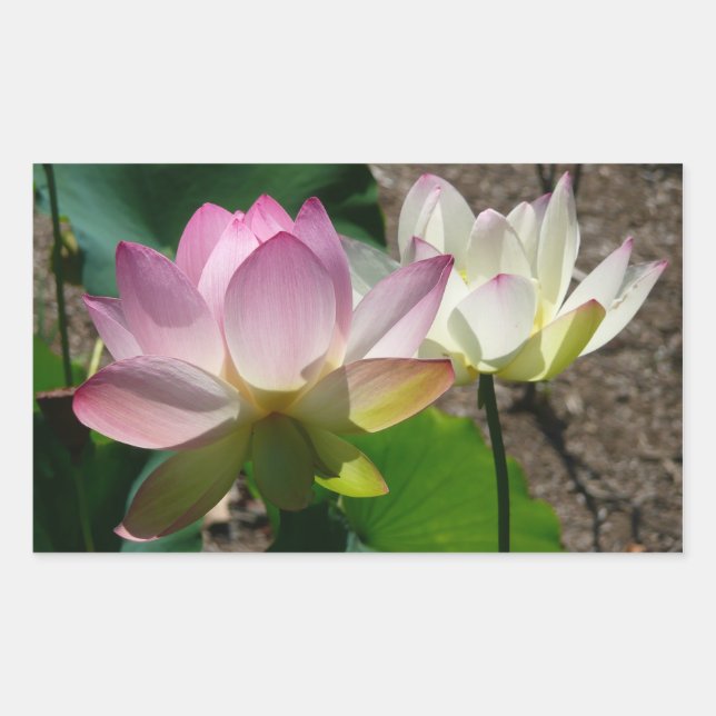 Paar der Lotus-Blume I Rechteckiger Aufkleber (Vorderseite)