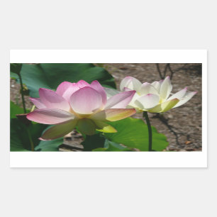 Paar der Lotus-Blume I Rechteckiger Aufkleber