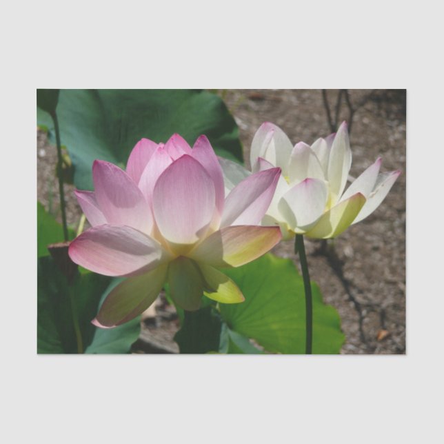 Paar der Lotus-Blume I Seidenpapier (Vorderseite)