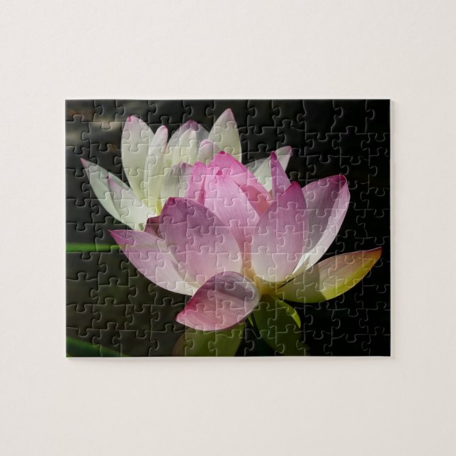 Paar der Lotus-Blume II (Horizontal)