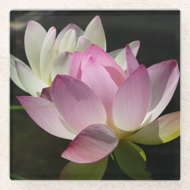 Paar der Lotus-Blume II Glasuntersetzer (Vorderseite)