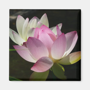 Paar der Lotus-Blume II Magnet