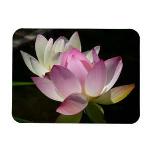 Paar der Lotus-Blume II Magnet