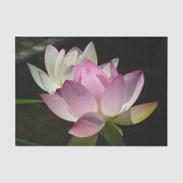 Paar der Lotus-Blume II Seidenpapier (Vorderseite)