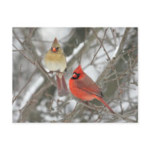 Paar der nördlichen Kardinäle