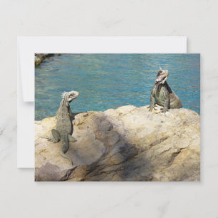 Paar der tropischen Naturfotografie von Iguanas
