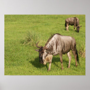 Paar der Wilden Poster