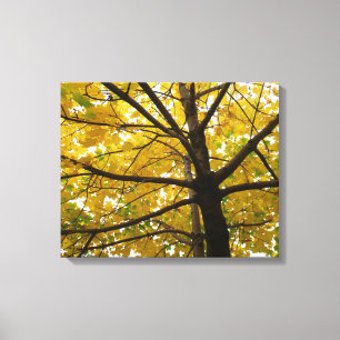 Paar gelber Ahornbäume Herbst Natur Leinwanddruck