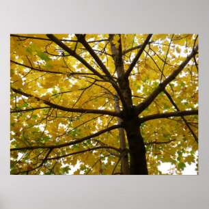 Paar gelber Ahornbäume Herbst Natur Poster