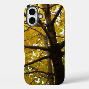 Paar gelber Ahornbäume Herbst Natur title_seo2