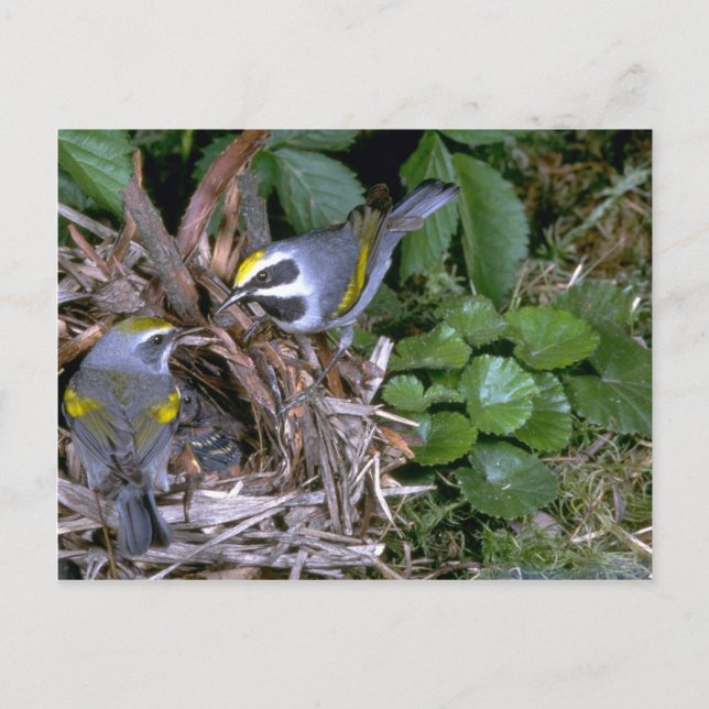 Paar goldgeflügelten Warblers mit Nest Postkarte (Vorderseite)