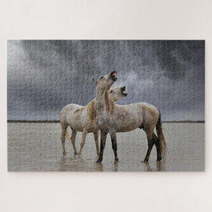 Paar Hengste des Camargue-Pferdes, Südfrankreich