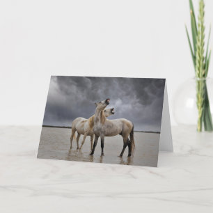 Paar Hengste des Camargue-Pferdes, Südfrankreich Karte