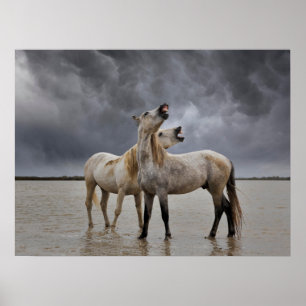Paar Hengste des Camargue-Pferdes, Südfrankreich Poster