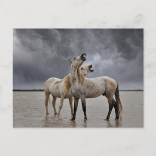 Paar Hengste des Camargue-Pferdes, Südfrankreich Postkarte