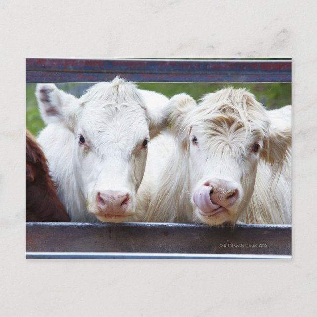 Paar junger weißer Kühe beim füttre des Trailors Postkarte (Vorderseite)