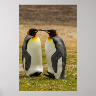 Paar König Pinguine, Falklands Poster