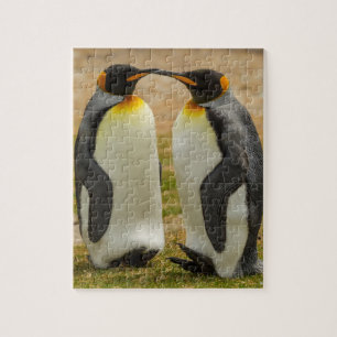 Paar Königspinguine, Falklandinseln