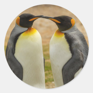 Paar Königspinguine, Falklandinseln Runder Aufkleber