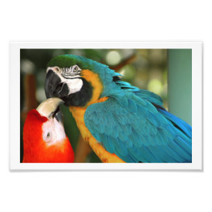 Paar Macaws Kissing Fotodruck