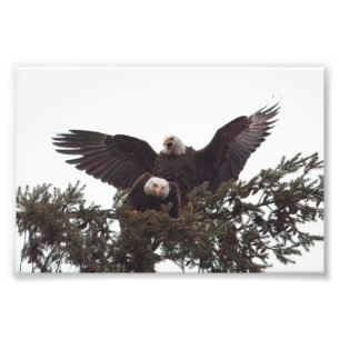 Paar majestätische Bald-Adler-Paare für das Leben Fotodruck
