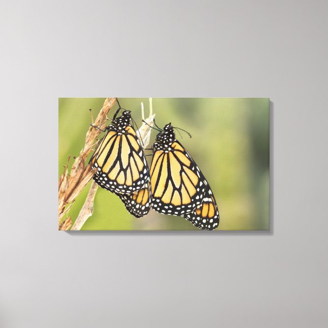 Paar Monarch Butterflys Fotografie Leinwand Kunst (Vorderseite)