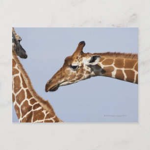 Paar retikulierter Giraffen (Giraffa) Postkarte