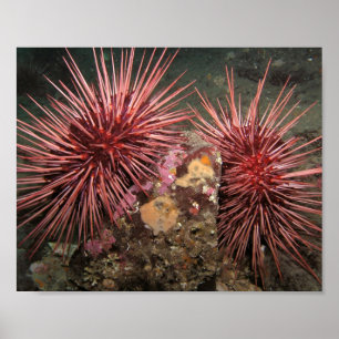 Paar riesiger roter Seeigel Fine Art Prints Poster
