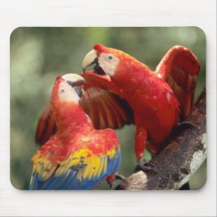 Paar Scharlacharas Mousepad