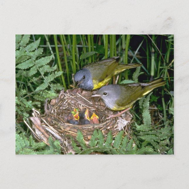 Paar trauernder Warbler mit jungen Leuten Postkarte (Vorderseite)