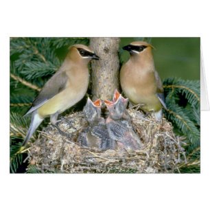 Paar von Cedar Waxwings mit jungen
