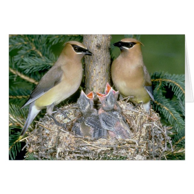 Paar von Cedar Waxwings mit jungen (Vorderseite (Horizontal))