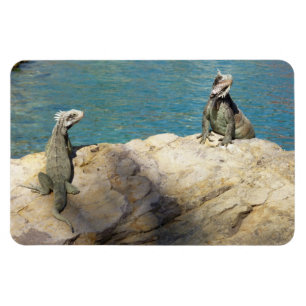 Paar von Leguanen Tropische Tierfotografie Magnet