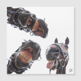 Paarden in de mond gekeken. 3 paarden lachend, hum magnetkarte