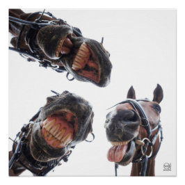 Paarden in de mond gekeken. 3 paarden lachend, hum poster