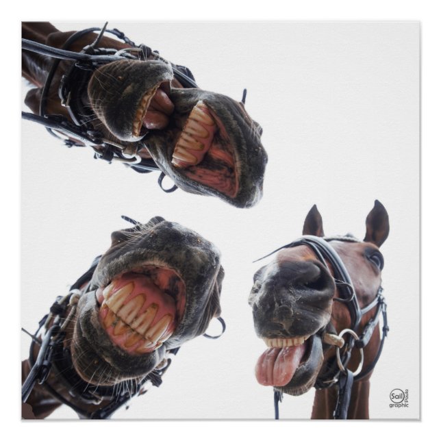 Paarden in de mond gekeken. 3 paarden lachend, hum poster (Vorderseite)