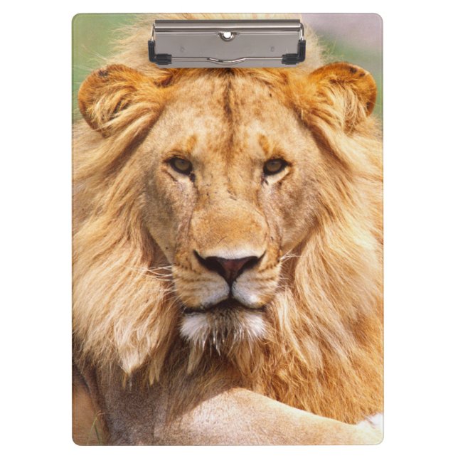 Paare der afrikanischen Löwen, Panthera Löwe, Klemmbrett (Vorderseite)