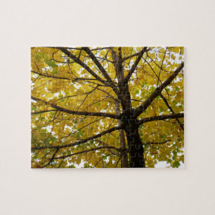 Paare der gelben Ahornbäume Herbstnatur