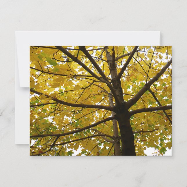 Paare der gelben Ahornbäume Herbstnatur (Vorderseite)