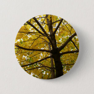 Paare der gelben Ahornbäume Herbstnatur Button