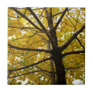 Paare der gelben Ahornbäume Herbstnatur Fliese