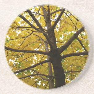 Paare der gelben Ahornbäume Herbstnatur Getränkeuntersetzer