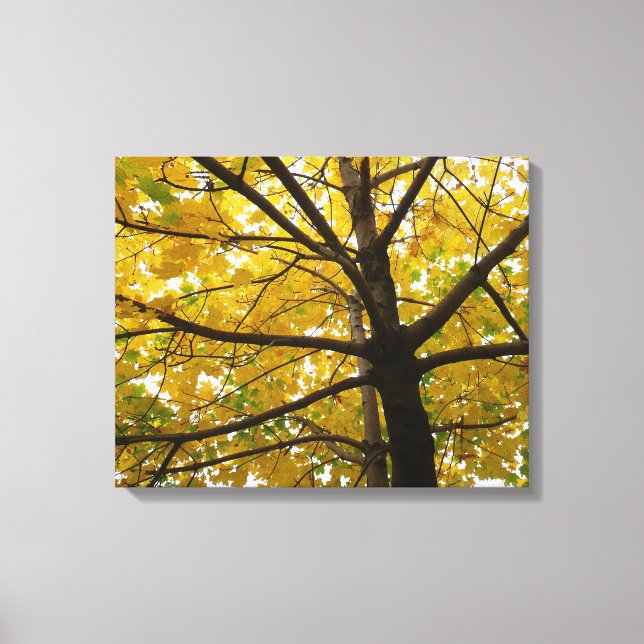 Paare der gelben Ahornbäume Herbstnatur Leinwanddruck (Vorderseite)