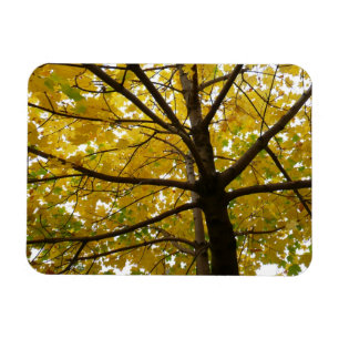 Paare der gelben Ahornbäume Herbstnatur Magnet