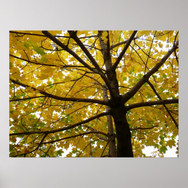 Paare der gelben Ahornbäume Herbstnatur Poster (Vorne)