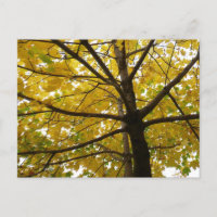 Paare der gelben Ahornbäume Herbstnatur