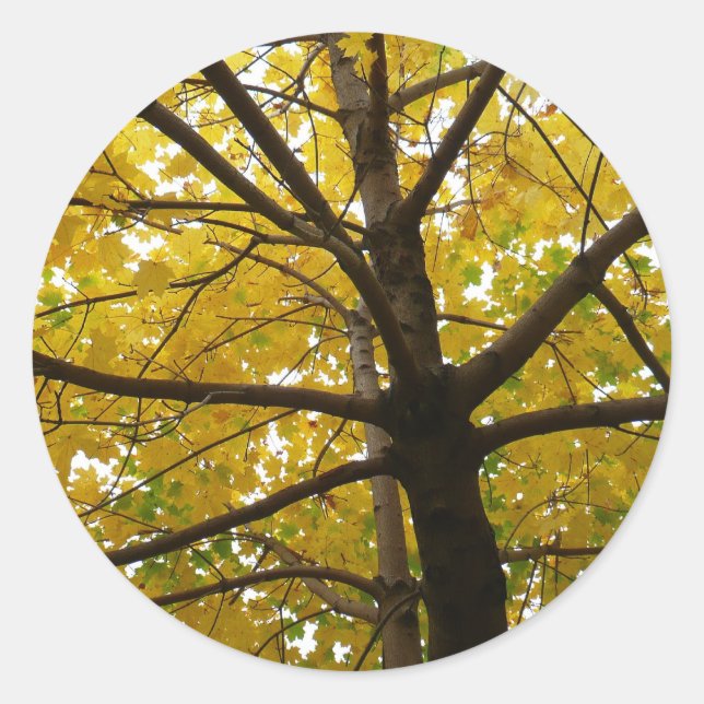 Paare der gelben Ahornbäume Herbstnatur Runder Aufkleber (Vorderseite)