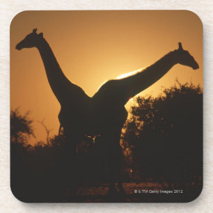 Paare der Giraffen-(Giraffa camelopardalis) Getränkeuntersetzer
