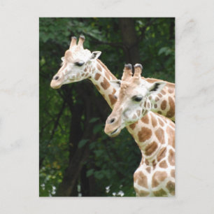 Paare der Giraffen Postkarte