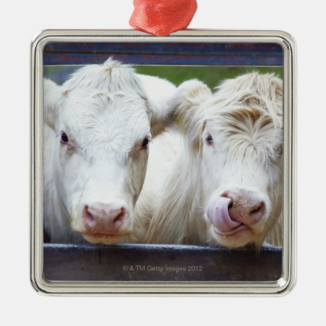 Paare der jungen weißen Kühe am Füttern von Silbernes Ornament (Vorne)